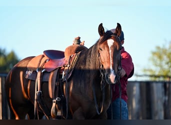 American Quarter Horse, Ruin, 2 Jaar, 150 cm, Roodbruin