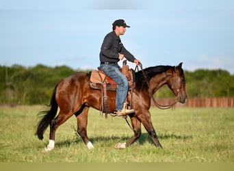 American Quarter Horse, Ruin, 2 Jaar, 150 cm, Roodbruin