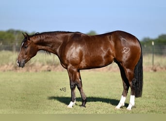 American Quarter Horse, Ruin, 2 Jaar, 150 cm, Roodbruin