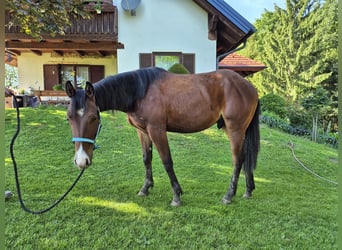 American Quarter Horse Mix, Ruin, 2 Jaar, 150 cm, Roodbruin