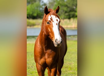 American Quarter Horse, Ruin, 2 Jaar, 150 cm, Roodvos