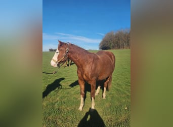American Quarter Horse, Ruin, 2 Jaar, 150 cm, Vos