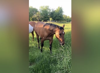 American Quarter Horse, Ruin, 2 Jaar, 152 cm, Brown Falb schimmel