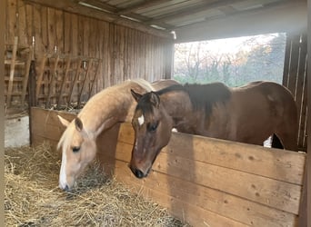 American Quarter Horse, Ruin, 2 Jaar, 152 cm, Brown Falb schimmel