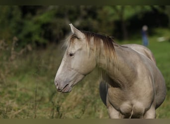 American Quarter Horse, Ruin, 2 Jaar, 152 cm, Champagne