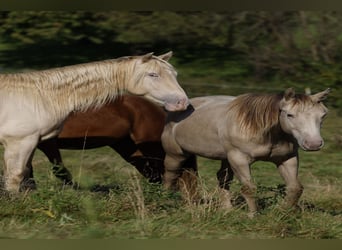 American Quarter Horse, Ruin, 2 Jaar, 152 cm, Champagne