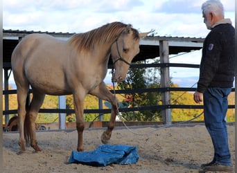 American Quarter Horse, Ruin, 2 Jaar, 152 cm, Champagne
