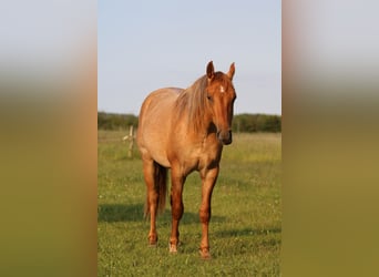 American Quarter Horse, Ruin, 2 Jaar, 152 cm, Roan-Red