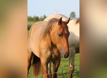 American Quarter Horse, Ruin, 2 Jaar, 152 cm, Roan-Red