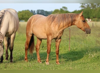 American Quarter Horse, Ruin, 2 Jaar, 152 cm, Roan-Red