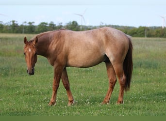 American Quarter Horse, Ruin, 2 Jaar, 152 cm, Roan-Red