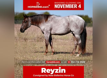 American Quarter Horse, Ruin, 2 Jaar, 152 cm, Roan-Red