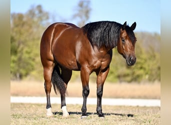 American Quarter Horse, Ruin, 2 Jaar, 152 cm, Roodbruin