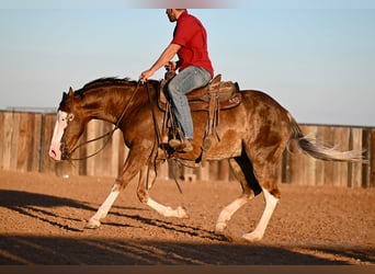 American Quarter Horse, Wallach, 2 Jahre, 152 cm, Rotfuchs