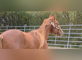 American Quarter Horse, Ruin, 2 Jaar, 152 cm, Vos