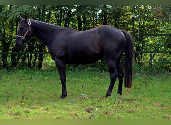 American Quarter Horse, Ruin, 2 Jaar, 152 cm