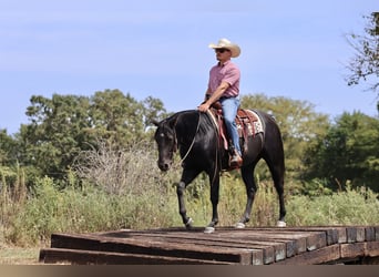 American Quarter Horse, Ruin, 2 Jaar, 152 cm, Zwart