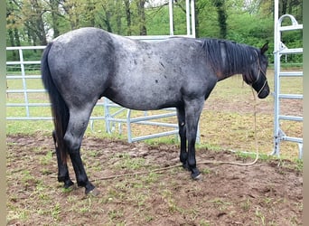American Quarter Horse, Ruin, 2 Jaar, 154 cm, Roan-Blue