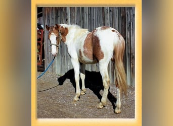 American Quarter Horse Mix, Ruin, 2 Jaar, 155 cm, Gevlekt-paard