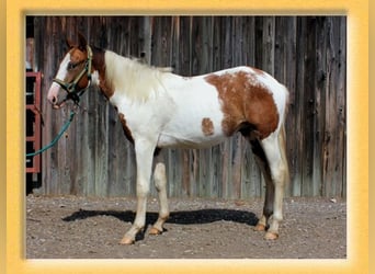 American Quarter Horse Mix, Ruin, 2 Jaar, 155 cm, Gevlekt-paard