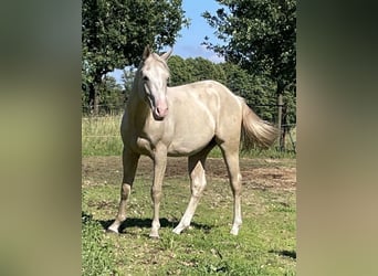 American Quarter Horse, Ruin, 2 Jaar, 155 cm, Palomino