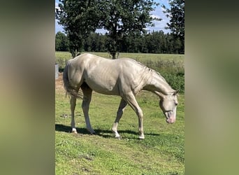 American Quarter Horse, Ruin, 2 Jaar, 155 cm, Palomino