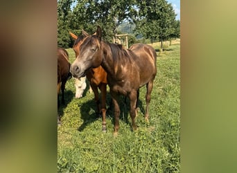American Quarter Horse Mix, Ruin, 2 Jaar, 155 cm
