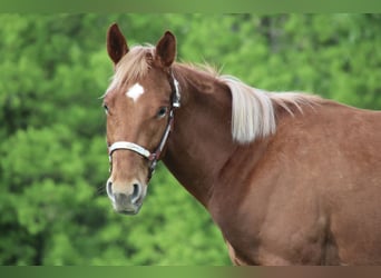 American Quarter Horse, Ruin, 2 Jaar, 155 cm, Vos