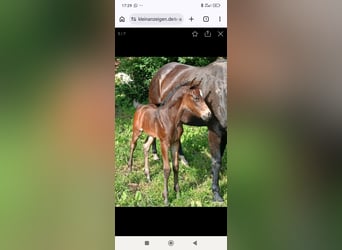 American Quarter Horse Mix, Ruin, 2 Jaar, 155 cm, Zwartbruin