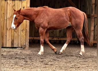 American Quarter Horse, Ruin, 2 Jaar, 156 cm, Vos
