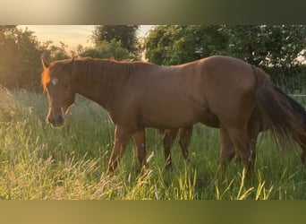 American Quarter Horse, Ruin, 2 Jaar, 158 cm, Donkere-vos