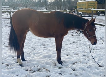American Quarter Horse, Ruin, 2 Jaar, 160 cm, Bruin