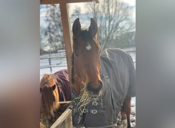 American Quarter Horse, Ruin, 2 Jaar, 160 cm, Bruin