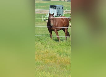 American Quarter Horse, Ruin, 2 Jaar, Donkere-vos