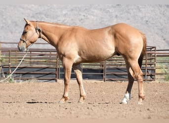 American Quarter Horse, Ruin, 2 Jaar, Falbe