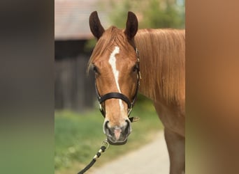 American Quarter Horse, Ruin, 2 Jaar