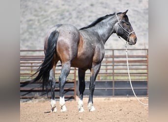 American Quarter Horse, Ruin, 2 Jaar, Roan-Bay