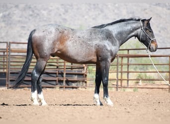 American Quarter Horse, Ruin, 2 Jaar, Roan-Bay