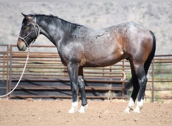 American Quarter Horse, Ruin, 2 Jaar, Roan-Bay
