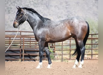 American Quarter Horse, Ruin, 2 Jaar, Roan-Bay