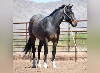 American Quarter Horse, Ruin, 2 Jaar, Roan-Bay