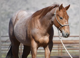American Quarter Horse, Ruin, 2 Jaar, Roan-Red