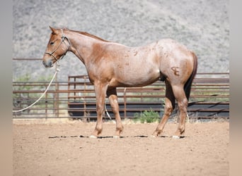 American Quarter Horse, Ruin, 2 Jaar, Roan-Red