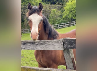 American Quarter Horse, Ruin, 2 Jaar, Roodbruin