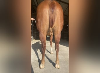 American Quarter Horse, Ruin, 2 Jaar, Roodvos