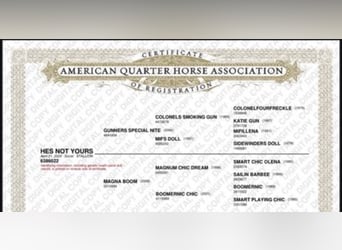 American Quarter Horse, Ruin, 2 Jaar, Roodvos