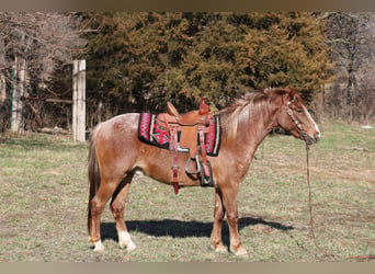 American Quarter Horse, Ruin, 3 Jaar, 132 cm, Roan-Red