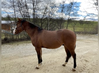 American Quarter Horse, Ruin, 3 Jaar, 138 cm, Donkerbruin