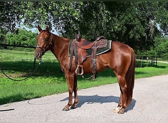 American Quarter Horse, Ruin, 3 Jaar, 140 cm, Donkere-vos