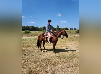 American Quarter Horse, Ruin, 3 Jaar, 140 cm, Donkere-vos